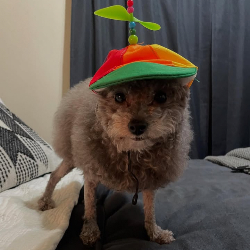 DooDooDeluxe