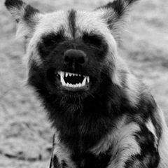 garlictree's profile page