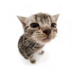 Z.aydan's profile page