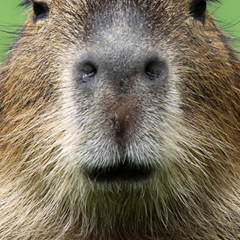 MrCapybara54's profile page