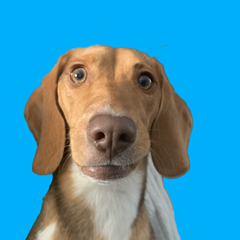 Chase!'s profile page