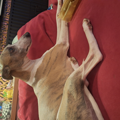 pupssss's profile page