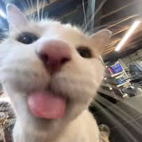 MrCheese0031