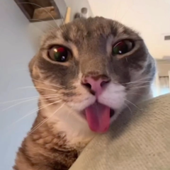 Eclipse -_-'s profile page