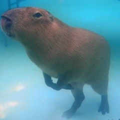 S.UPERNOVA's profile page