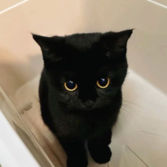 pengowho's profile page