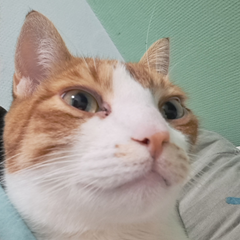 Pekkie580's profile page