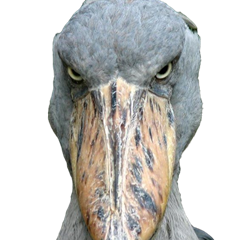 mffinn's profile page