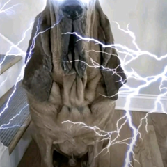 Rea.l's profile page