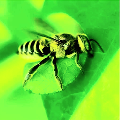 LeafCutter's profile page