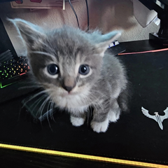 SENS.ZEN's profile page