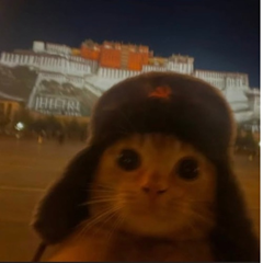 motorised's profile page